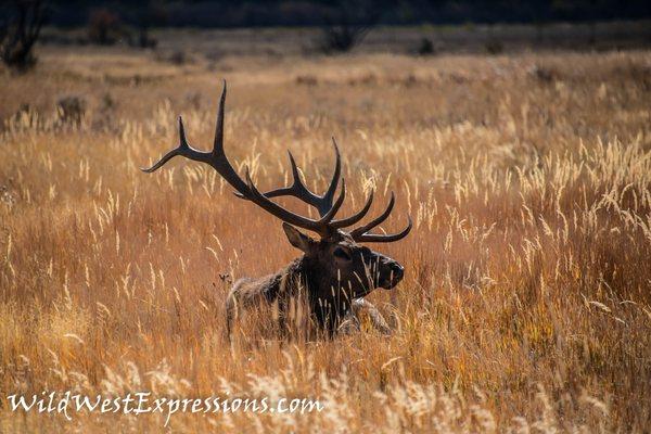 Wild West Expressions