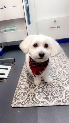 My fave coton!! She's the sweetest!