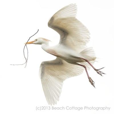 Beach Cottage Photography