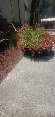 Pacific Crest Landscape Maintenance .