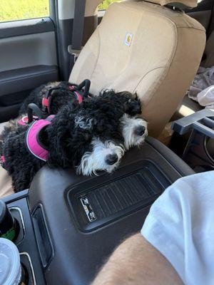 Englewood Animal Hospital