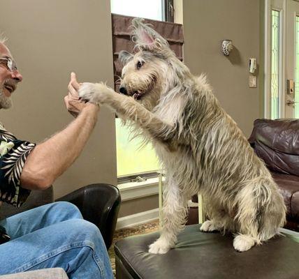 Southern Tails Dog School