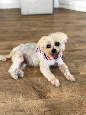 Groom Service Mobile Pet Spa