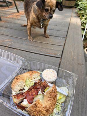 BLT on a toasted cheddar bagel with a side of jalapeño cream cheese .. And my hungry dog