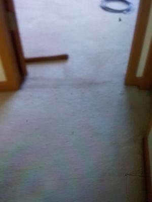 CPR Carpet Revival