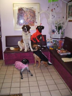 Morris Hospital's staff pets.