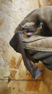 Wildlife Removal Huntsville