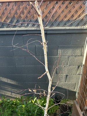 Mountain Gardens Nursery & Pet