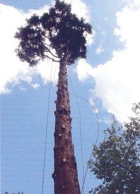 Smith Brothers Tree & Pruning Service