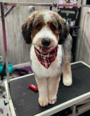 The absolute best groomer in the Nashville / Smyrna area . Tank loves them.