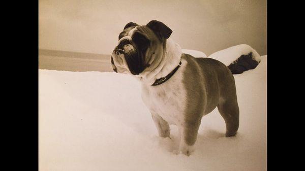 Creature Comforts of Magnolia