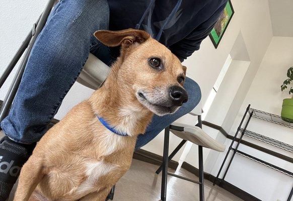 Mocksville Animal Hospital