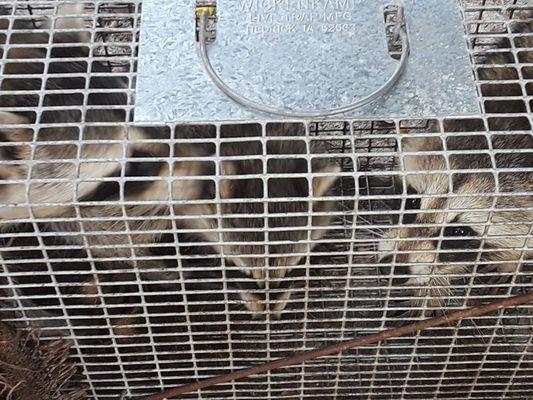 Maynard's Nuisance Wildlife & Bee Removal