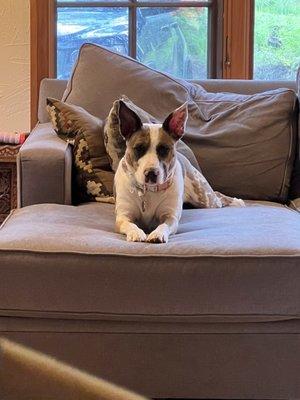 Whidbey Island Pet Resort