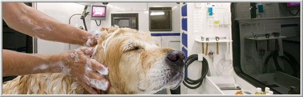 Platinum Pet Grooming