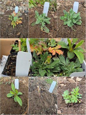 All the plants I bought and planted.