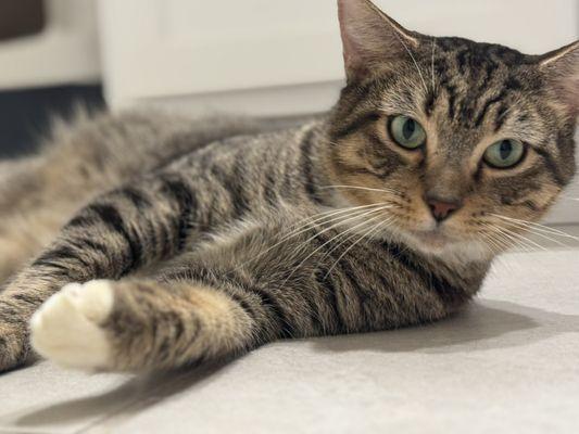 Petsense