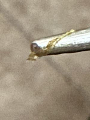 Parasitic worms that you'll be pulling out of your ears once you've slept here once or twice.