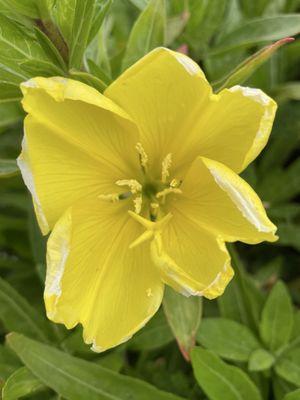 California Coastal Trail