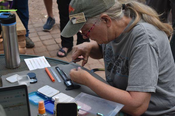 Banding hummingbirds