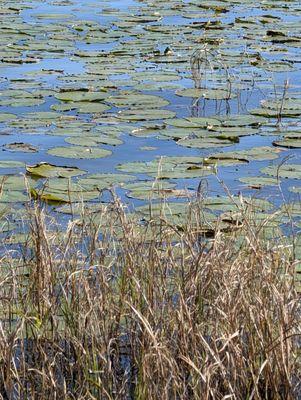 Luke a Monét painting