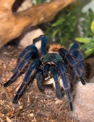 Green Bottle Blue, Mature Male