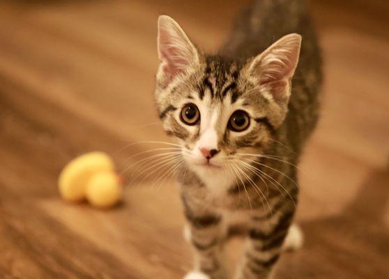 Beans! - Foster Baby