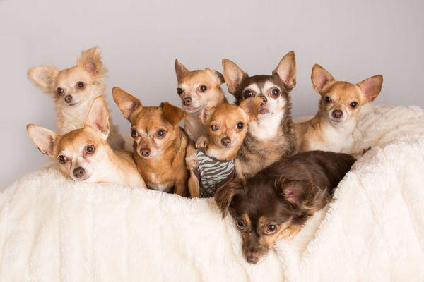 P-Nut's Family
They are as adorable as children, but not tax deductible.