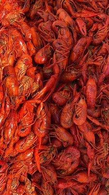 CRAWFISH