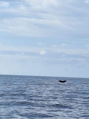 Gemini Sailing Charters