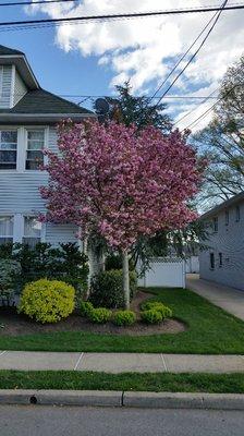 Perfectly shaped cherry tree in full bloom!