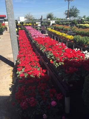 Houston Garden Centers