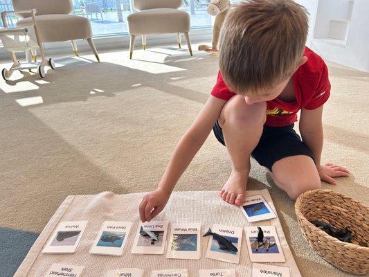 Beautiful Tree Montessori