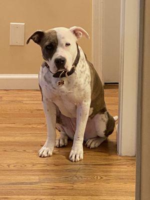 Atl Tails Advance Pet Care