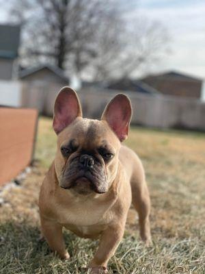 Bully Zone Pet Supplies & Pet Grooming