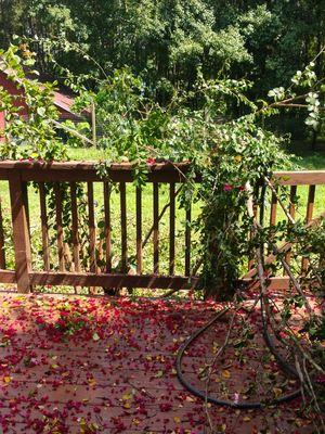 EPH Services and Cleaning