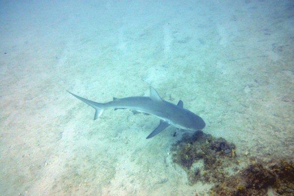Scuba Station of Panama City