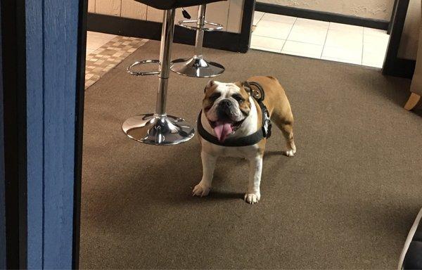 Fox Veterinary Hospital Inc