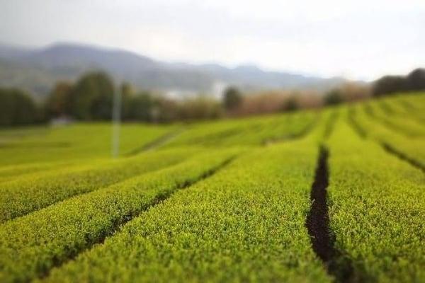 Flyingpineapples Production Services