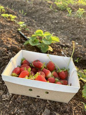 Organically Yours Farms And Gardens