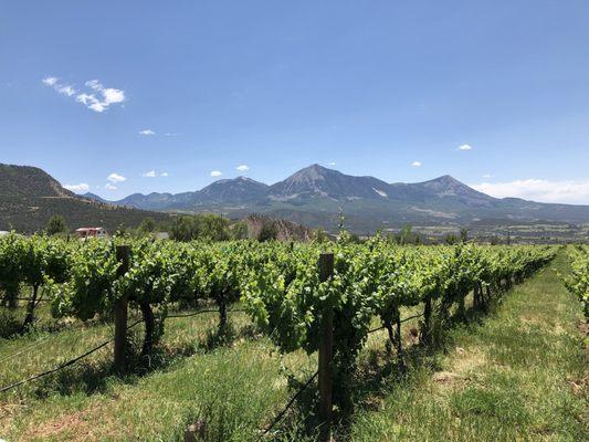 Stone Cottage Cellars