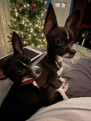 Van Crest Animal Hospital