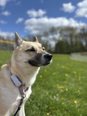 Lola after her last visit!