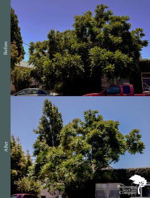 The Professional Tree Care Company