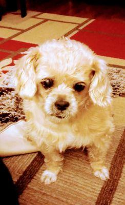 Animal Medical Clinics