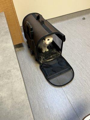 Cats Exclusive Veterinary Center