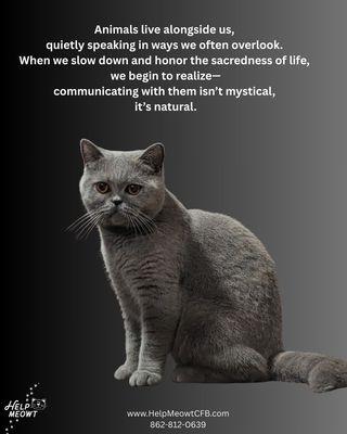 One of Camille's British Short Hair cats, "Ocean"