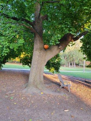 Pumpkin in a tree.