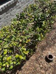 Ron & Stephs' Abilene Tx Lawns for Less