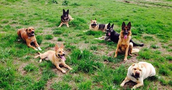 Run With the Big Dog